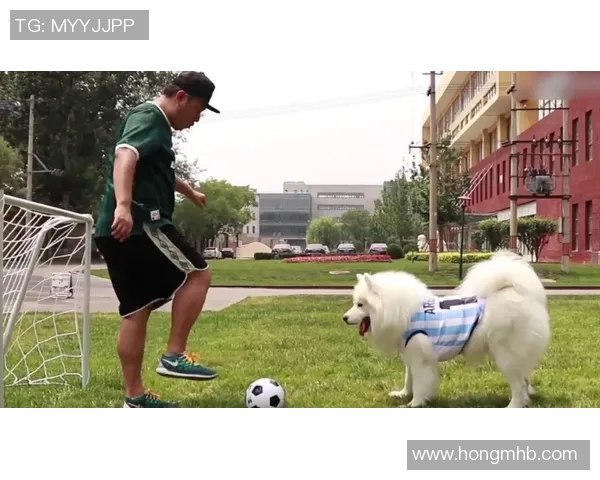 狗子化身足球明星的背后故事揭秘与精彩瞬间回顾